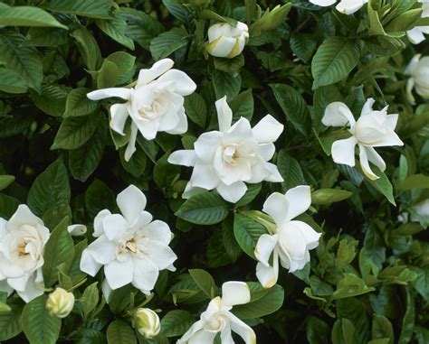 planta gardenia.